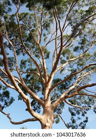 Gumtree With Branches And Leaves