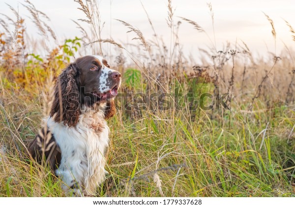 The\
gun dog runs in the wild grass autumn field. Young hunting dog in\
the autumn forest. English springer spaniel\
Breeds