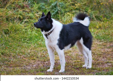 Gun dog Russian European Laika is close to Malamute and Husky. Hunting dog for universal hunting (squirrel, sable, capercaillie, elk) in boreal forists, combinations of black and white, twisted tail
