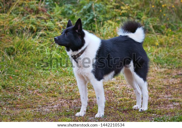 Gun dog Russian European Laika is close to Malamute\
and Husky. Hunting dog for universal hunting (squirrel, sable,\
capercaillie, elk) in boreal forists, combinations of black and\
white, twisted tail