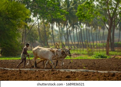 Gundelpett,Karnataka,India, 15 NOVEMBER 2016:An Indian farmer ploughing the field in rural Karnataka