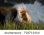 Guniea pig running free in the yard.