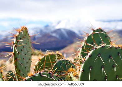 Gunlock State Park Cactii