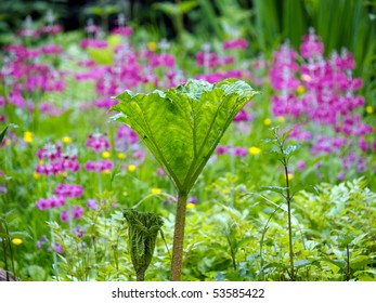 Gunnera In A Bog Garden