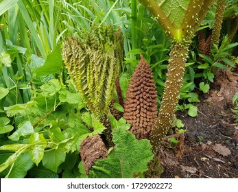 Gunnera Manicata, Known As Brazilian Giant-rhubarb Or Giant Rhubarb. Gunneraceae Family