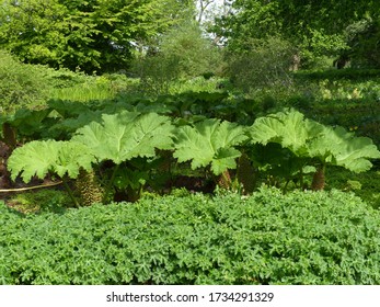 
Gunnera Manicata, Known As Brazilian Giant-rhubarb Or Giant Rhubarb. Gunneraceae Family
