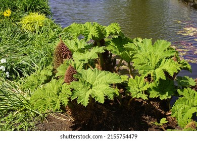 Gunnera Manicata, Known As Brazilian Giant-rhubarb Or Giant Rhubarb. Gunneraceae Family