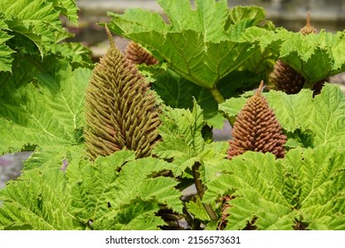 Gunnera Manicata, Known As Brazilian Giant-rhubarb Or Giant Rhubarb. Gunneraceae Family