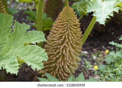 
Gunnera Manicata, Known As Brazilian Giant-rhubarb Or Giant Rhubarb. Gunneraceae Family
