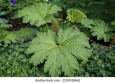 Gunnera Manicata, Known As Brazilian Giant-rhubarb Or Giant Rhubarb. Gunneraceae Family