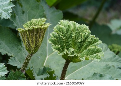 
Gunnera Manicata, Known As Brazilian Giant-rhubarb Or Giant Rhubarb. Gunneraceae Family
