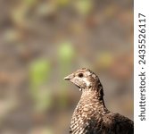 The Gunnison grouse, Gunnison sage-grouse or lesser sage-grouse (Centrocercus minimus) is a species of grouse endemic to the United States. They are notable for their elaborate courtship rituals.