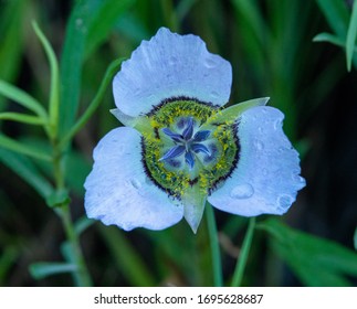 Gunnison's Mariposa Lilly Near Glenwood Springs, Colorado