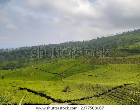 Gunungcilik teagarden in Wonosobo Central Java Indonesia