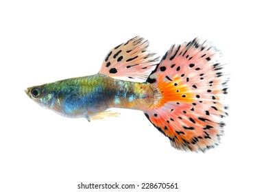 2,203 Male Guppy Images, Stock Photos & Vectors | Shutterstock