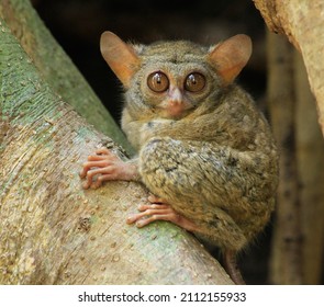 Gursky's spectral tarsier or Tarsius spectrumgurskyae is a species of tarsier found in the island of Sulawesi in Indonesia