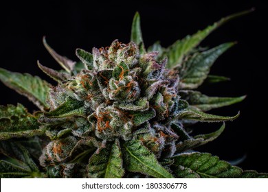 Gushers bud close up cannabis trichomes