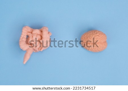 Gut-Brain Axis model, Gut-Brain connection Influence of Microbiota on Mood and Mental Health, Anatomical models of human brain and stomach explanation relationship of nervous and digestive system.