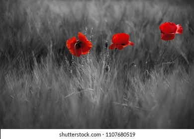 Guts beautiful poppies on black and white background. Flowers Red poppies blossom on wild field. Beautiful field red poppies with selective focus. Red poppies in soft light