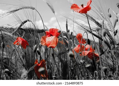 Guts beautiful poppies on black and white background. Flowers Red poppies blossom on wild field. Beautiful field red poppies with selective focus.