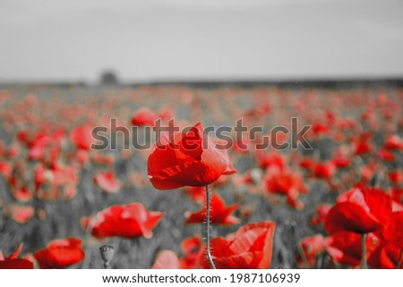 Similar – Poppy Field I Nature