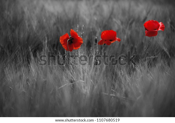 白黒の背景に根性のある美しいケシ 野原に花赤いケシが咲く 限定フォーカスを持つ美しい野赤いケシ 柔らかい光の中の赤いポピー の写真素材 今すぐ編集