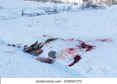 Guts And Blood Of Disembowelled Deer Or Boar On Snow In Winter In Austria, Possible Poacher Or Hunter