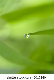 Guttation - Water Droplet Secretion On The Edge Of Leaf Of Some Plants