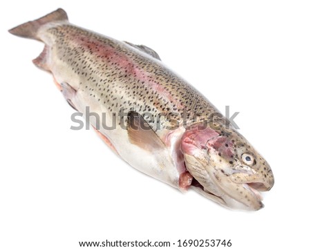 Gutted trout fish isolated on a white background.