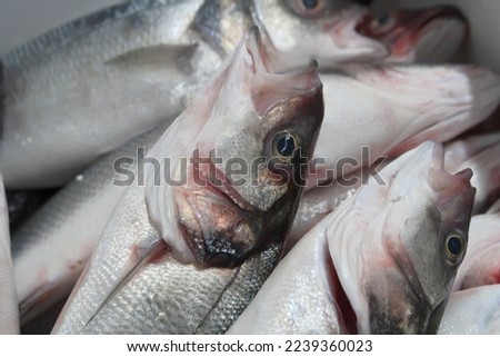 Gutted trout fishes isolated on white background