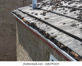 Gutters Fitted With A Hedge Hog Brush