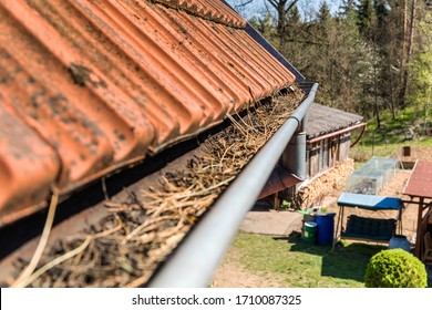 Gutters Full Of Debris Needing To Be Cleaned. Roof Gutter Clogged With Pine Needles And Debris. Work On The House.