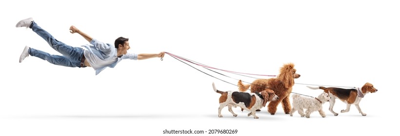 Guy Dog Walker Flying With Multiple Dogs On A Lead Isolated On White Background