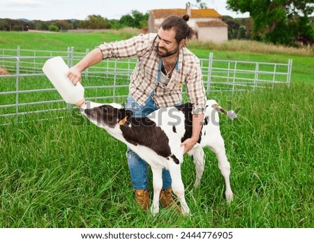guy feeds two week old calf from