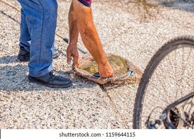 The Guy Gets Caught Up To Clean The Mussels Above The Sea Tortoise Shell.