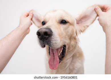 The Guy Is Having Fun, Playing With The Dog. Portrait Of A Funny Dog With Raised Ears On A White Background.