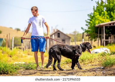 The Guy Walks The Dog On The Lawn In The Park. A Man Plays With A Pet On The Street. An Animal Welfare Volunteer Takes Care Of Homeless Animals At A Shelter. Kazakhstan, Almaty - June 20, 2022