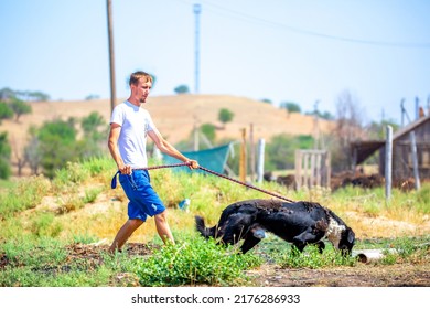 The Guy Walks The Dog On The Lawn In The Park. A Man Plays With A Pet On The Street. An Animal Welfare Volunteer Takes Care Of Homeless Animals At A Shelter. Kazakhstan, Almaty - June 20, 2022