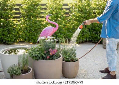 Guy Watering Flowers At Garden, Cropped View With No Face. Husband Take Care Of Green Plants At Backyard Of His House On Summer Time