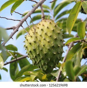 Guyabano Tree High Res Stock Images Shutterstock