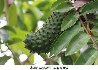 Philippine Popular Fruit Tree Hd Stock Images Shutterstock