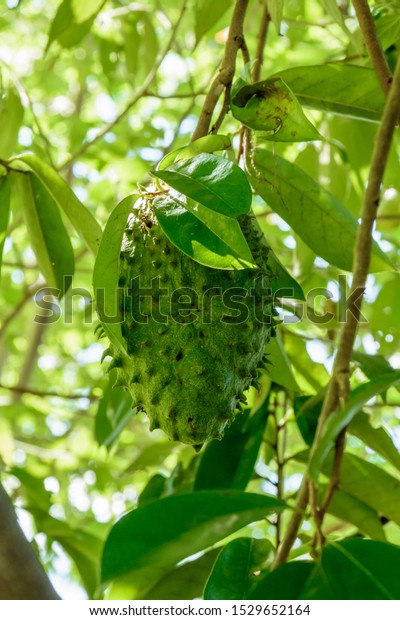 Guyabanosoursop Fruit Tree Asia Stock Photo Edit Now