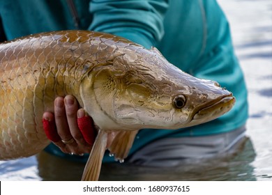 Guyana Arapaima Fly Fishing Closeup 2020