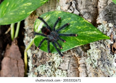 Guyana Pinktoe Tarantula Avicularia Avicularia