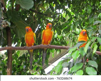 Guyana Sun Parakeet By Anton Du Plooy