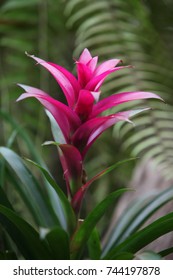 Guzmania Flower, Red Tufted Airplant Blooming