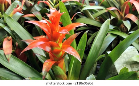 Guzmania lingulata also known as droophead tufted airplant, scarlet star or flor del incienso on spanish 