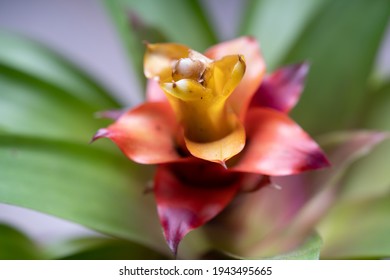 Guzmania Lingulate (Drophead Tufted Airplant) Flower Bloom