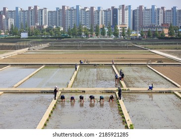 Gwonseon-gu, Suwon-si, Gyeonggi-do, South Korea - May 22, 2022: Spring View Of Workers Doing Rice Planting On Rice Paddy At National Institute Of Crop Science Against Apartments
