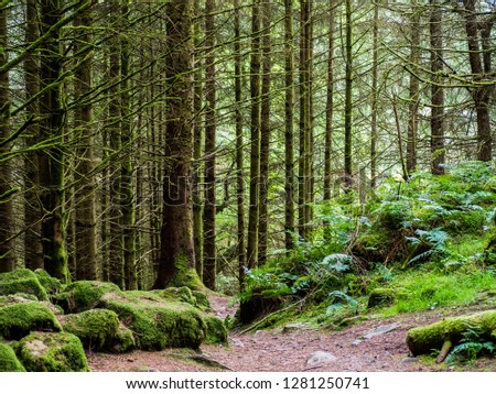 Gwydyr Forest, on a walk from Llyn Crafnant to Llyn Geirionydd, in Snowdonia, North Wales.